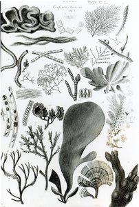 Conferra Fucus 作者 英语学校